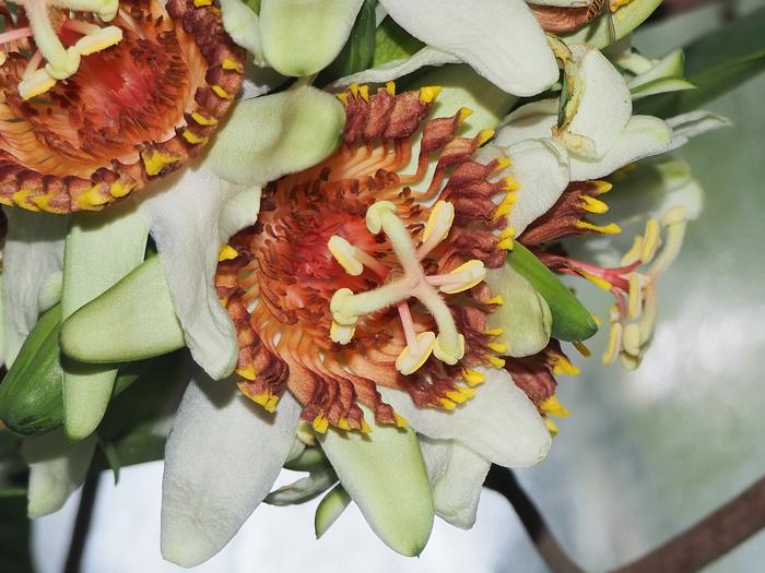 Credit: University of Cambridge