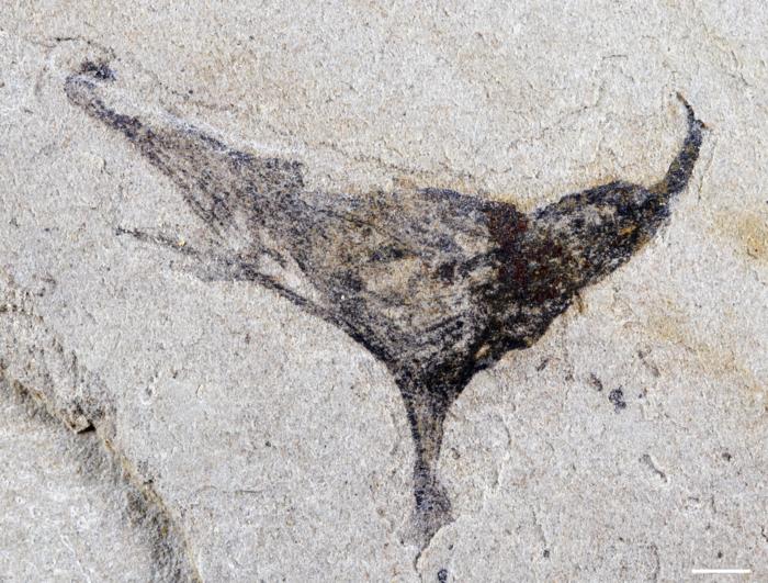 Haootia-like fossil Credit Gaorong Li (1).png