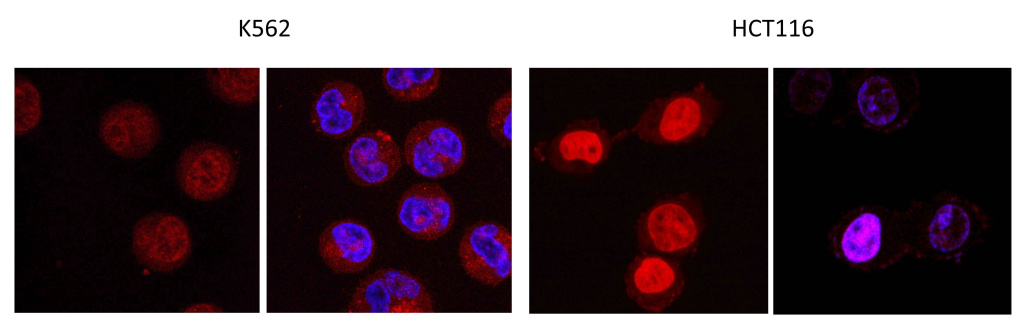 Рисунок 1. Свечение полученных соединений в ядрах раковых клеток.jpeg Рисунок 1. Свечение полученных соединений в ядрах раковых клеток.jpeg
